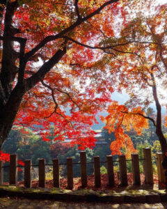 永源寺 、紅葉、11月秋、滋賀県東近江市の観光・撮影スポットの名所