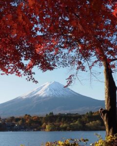 河口湖もみじ回廊付近 、富士山・紅葉、11月秋、山梨県南都留郡の観光・撮影スポットの名所