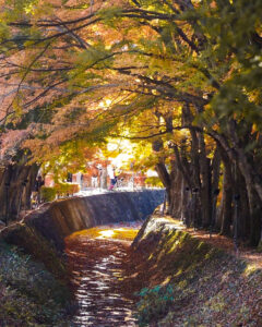 河口湖もみじ回廊、紅葉、11月秋、山梨県南都留郡の観光・撮影スポットの名所