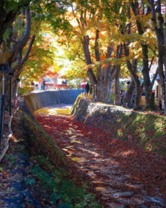 河口湖もみじ回廊、紅葉、11月秋、山梨県南都留郡の観光・撮影スポットの名所