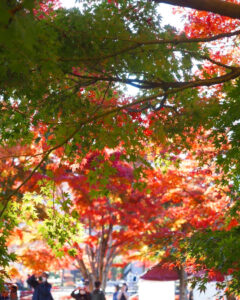 河口湖もみじ回廊、紅葉、11月秋、山梨県南都留郡の観光・撮影スポットの名所
