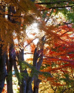 河口湖もみじ回廊、紅葉、11月秋、山梨県南都留郡の観光・撮影スポットの名所