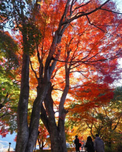 河口湖もみじ回廊、紅葉、11月秋、山梨県南都留郡の観光・撮影スポットの名所