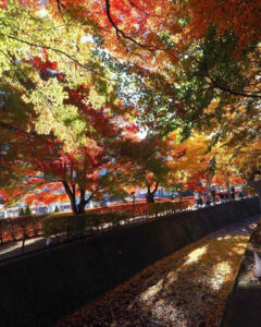 河口湖もみじ回廊、紅葉、11月秋、山梨県南都留郡の観光・撮影スポットの名所