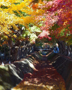 河口湖もみじ回廊、紅葉、11月秋、山梨県南都留郡の観光・撮影スポットの名所