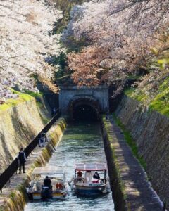 琵琶湖流水 、桜、舟、水景色、4月春、京都府、滋賀県の観光・撮影スポットの名所