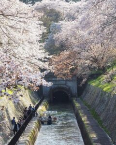 琵琶湖流水 、桜、舟、水景色、4月春、京都府、滋賀県の観光・撮影スポットの名所