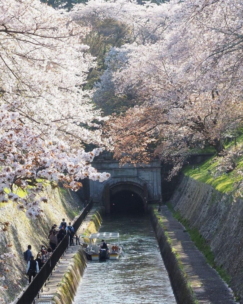 琵琶湖流水 、うぐい川桜、舟、水景色、4月春、京都府、滋賀県の観光・撮影スポットの名所