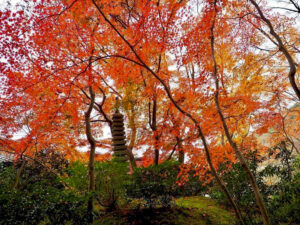 瑠璃光院 、紅葉、11月秋、京都府京都市の観光・撮影スポットの名所