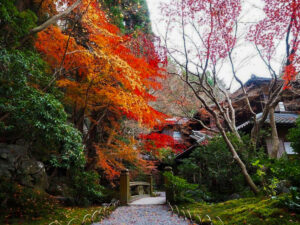 瑠璃光院 、紅葉、11月秋、京都府京都市の観光・撮影スポットの名所