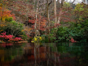 瑠璃光院 、紅葉、11月秋、京都府京都市の観光・撮影スポットの名所