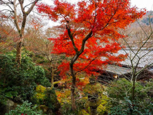 瑠璃光院 、紅葉、11月秋、京都府京都市の観光・撮影スポットの名所