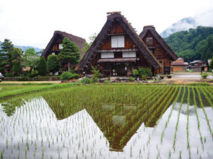 白川郷合掌造り集落、夏景色、6月夏、岐阜県大野郡の観光・撮影スポットの画像と写真