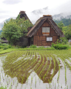 白川郷合掌造り集落、夏景色、6月夏、岐阜県大野郡の観光・撮影スポットの画像と写真