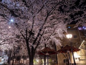 祇園白川桜ライトアップ、4月春、京都府京都市の観光・撮影スポットの名所