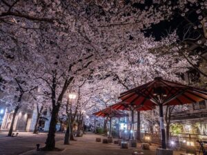 祇園白川桜ライトアップ、4月春、京都府京都市の観光・撮影スポットの名所