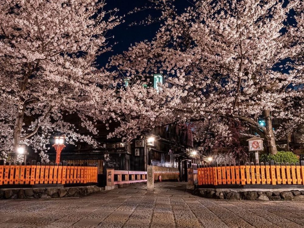 祇園白川桜ライトアップ、4月春、京都府京都市の観光・撮影スポットの名所