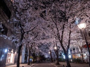 祇園白川桜ライトアップ、4月春、京都府京都市の観光・撮影スポットの名所