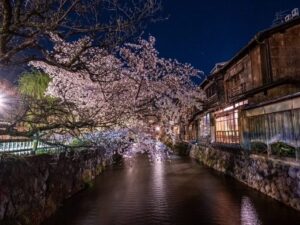 祇園白川桜ライトアップ、4月春、京都府京都市の観光・撮影スポットの名所