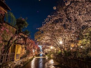 祇園白川桜ライトアップ、4月春、京都府京都市の観光・撮影スポットの名所