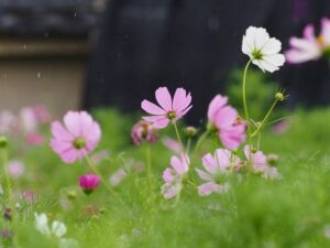 般若寺 、コスモス、６月夏、奈良県奈良市の観光・撮影スポットの名所