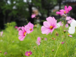 般若寺 、コスモス、６月夏、奈良県奈良市の観光・撮影スポットの名所