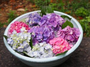 般若寺 、花手水舎、６月夏、奈良県奈良市の観光・撮影スポットの名所