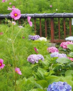 般若寺 、コスモス、６月夏、奈良県奈良市の観光・撮影スポットの名所