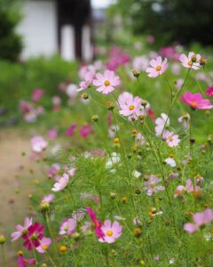 般若寺 、コスモス、６月夏、奈良県奈良市の観光・撮影スポットの名所