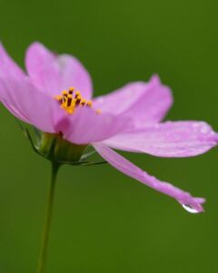 般若寺 、コスモス、６月夏、奈良県奈良市の観光・撮影スポットの名所