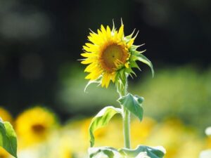 観光農園・花ひろば、ひまわり、8月、夏の花、愛知県知多郡南知多町の観光・撮影スポットの画像と写真