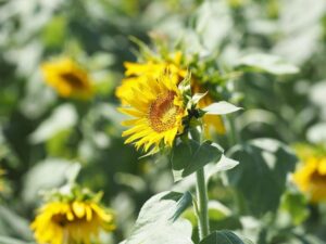 観光農園・花ひろば、ひまわり、8月、夏の花、愛知県知多郡南知多町の観光・撮影スポットの画像と写真
