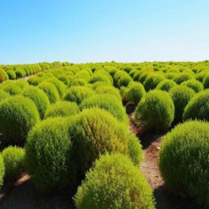 観光農園・花ひろば、コキア、8月夏、愛知県知多郡南知多町の観光・撮影スポットの画像と写真