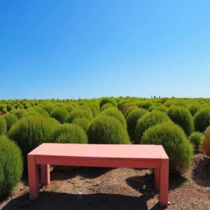 観光農園・花ひろば、コキア、8月夏、愛知県知多郡南知多町の観光・撮影スポットの画像と写真