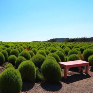 観光農園・花ひろば、コキア、8月夏、愛知県知多郡南知多町の観光・撮影スポットの画像と写真