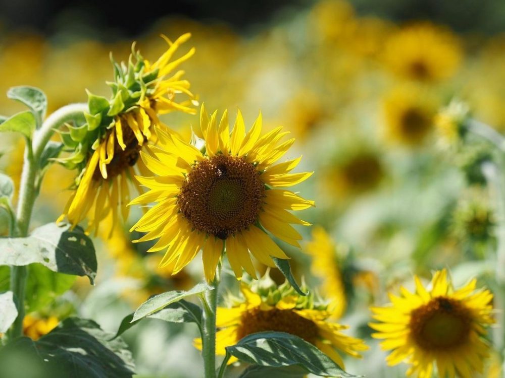観光農園・花ひろば、ひまわり、8月、夏の花、愛知県知多郡南知多町の観光・撮影スポットの画像と写真