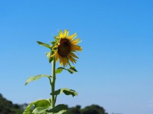 観光農園・花ひろば、ひまわり、8月、夏の花、愛知県知多郡南知多町の観光・撮影スポットの画像と写真