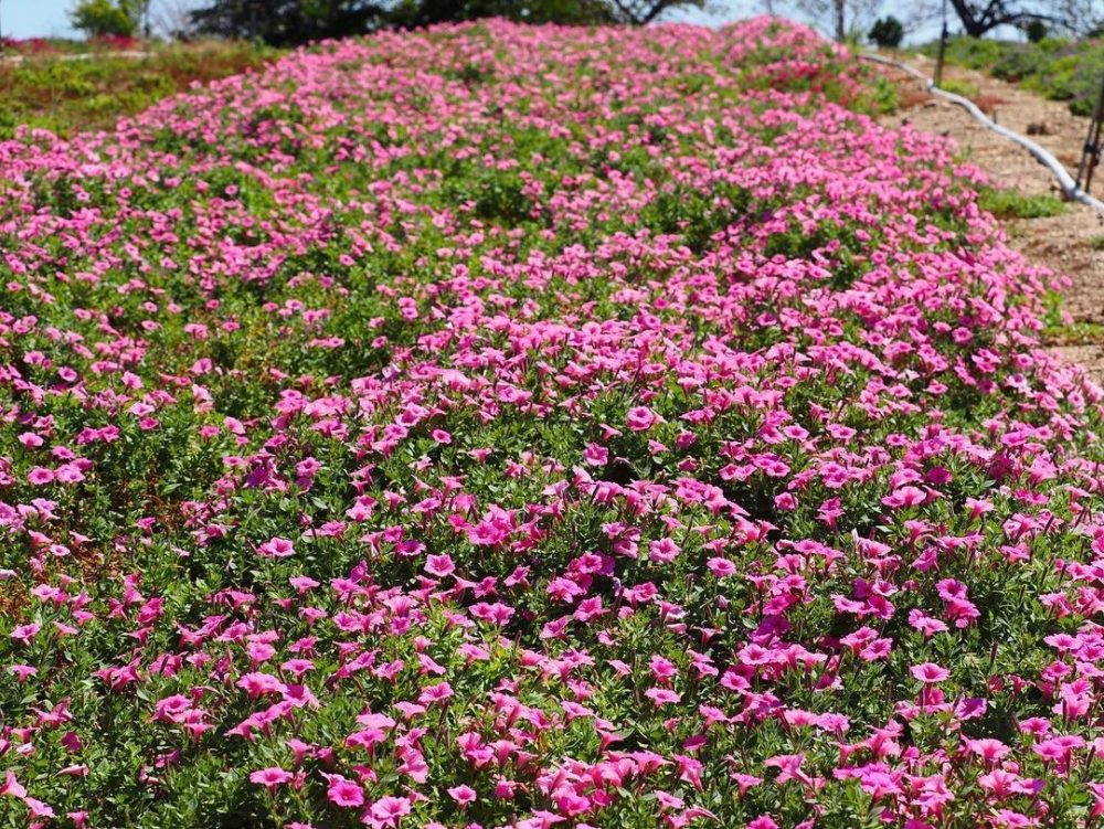 観光農園・花ひろば、8月、夏の花、愛知県知多郡南知多町の観光・撮影スポットの画像と写真