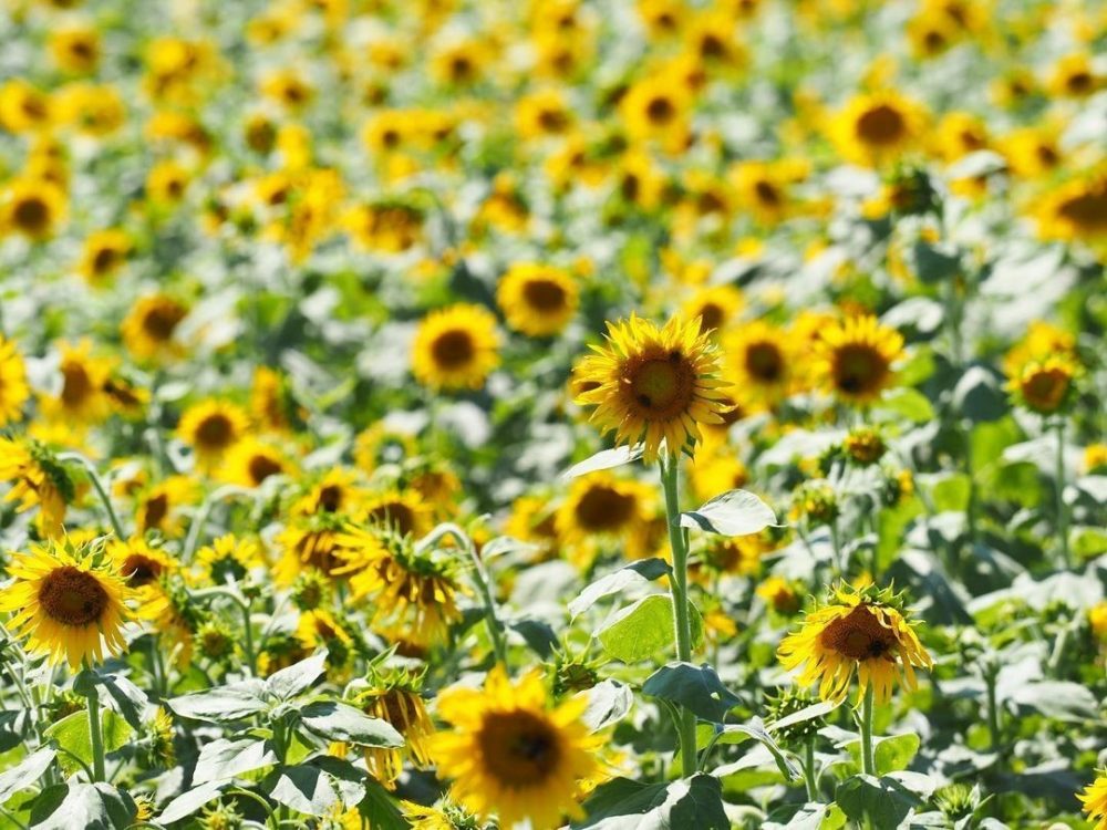 観光農園・花ひろば、ひまわり、8月、夏の花、愛知県知多郡南知多町の観光・撮影スポットの画像と写真