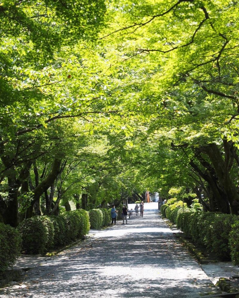 西教寺、新緑、夏景色、７月夏、滋賀県大津市の観光・撮影スポットの名所