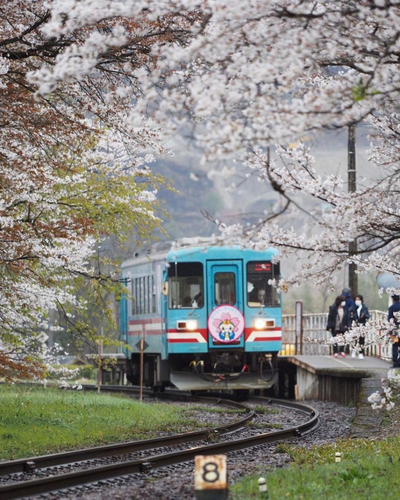 谷汲口駅、樽見鉄道、桜、4月春、岐阜県揖斐郡の観光・撮影スポットの画像と写真
