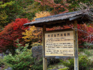 赤坂自然休養林 、紅葉、11月秋、長野県木曽郡の観光・撮影スポットの名所