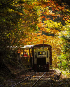 赤坂自然休養林 、トロッコ列車、紅葉、11月秋、長野県木曽郡の観光・撮影スポットの名所