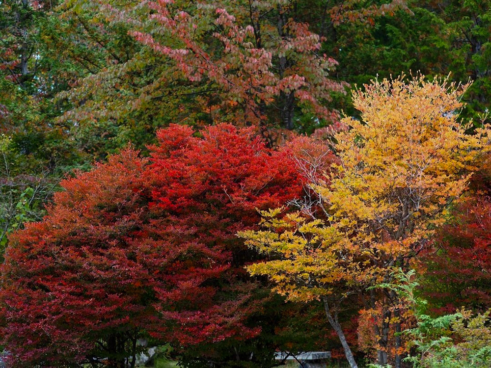 赤坂自然休養林 、紅葉、11月秋、長野県木曽郡の観光・撮影スポットの名所