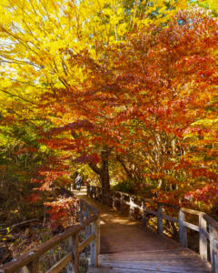 赤坂自然休養林 、トロッコ列車、紅葉、11月秋、長野県木曽郡の観光・撮影スポットの名所