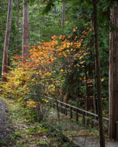 赤坂自然休養林 、紅葉、11月秋、長野県木曽郡の観光・撮影スポットの名所
