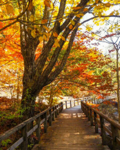 赤坂自然休養林 、トロッコ列車、紅葉、11月秋、長野県木曽郡の観光・撮影スポットの名所
