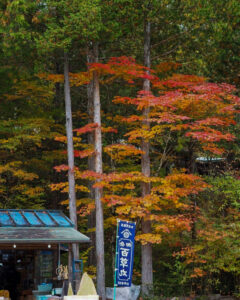 赤坂自然休養林 、紅葉、11月秋、長野県木曽郡の観光・撮影スポットの名所