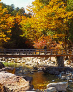 赤坂自然休養林 、トロッコ列車、紅葉、11月秋、長野県木曽郡の観光・撮影スポットの名所