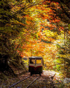 赤坂自然休養林 、トロッコ列車、紅葉、11月秋、長野県木曽郡の観光・撮影スポットの名所